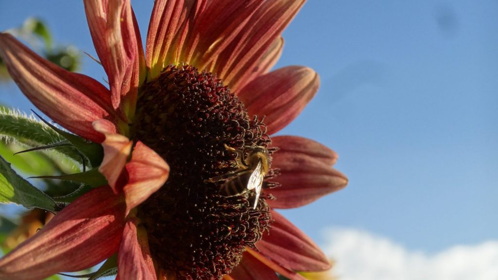 Zoom d'une abeille butinant un tournesol.