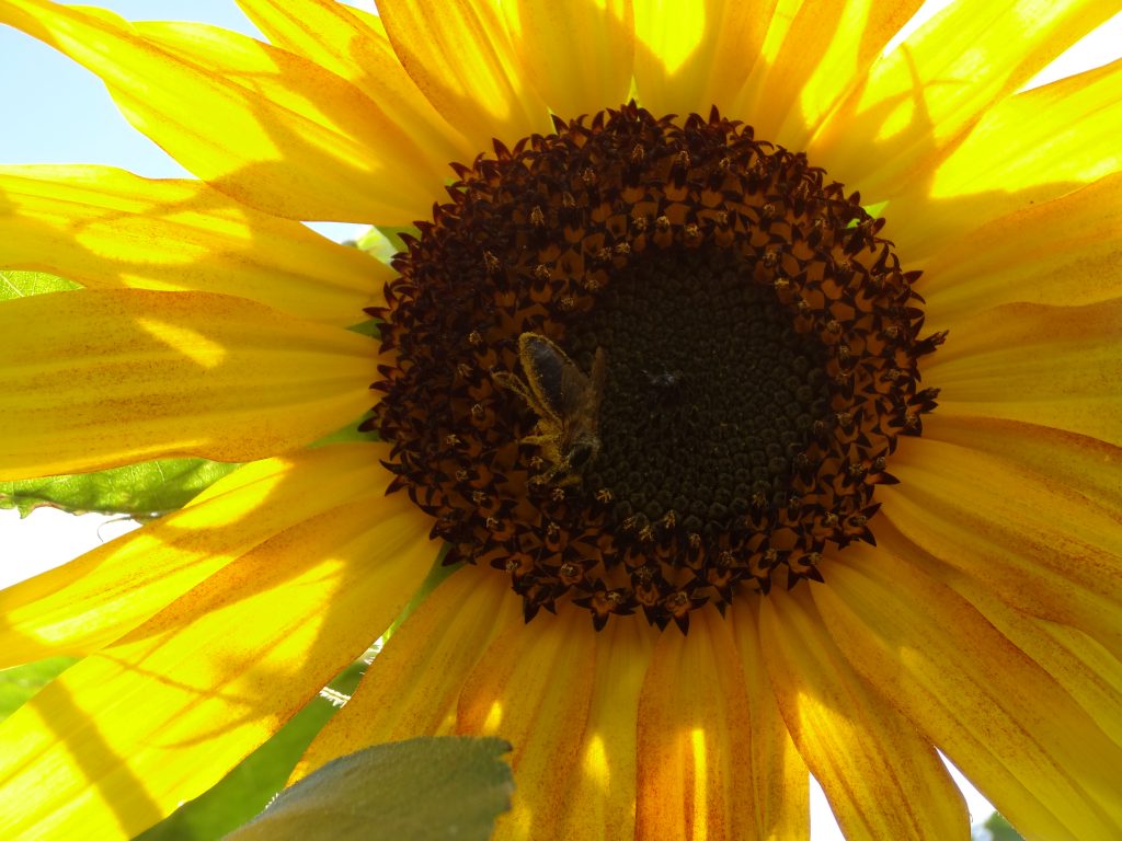 Tournesol
