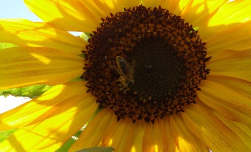 Fête de l&rsquo;été et portes ouvertes