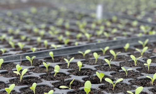Réussissez tous vos semis et plantons