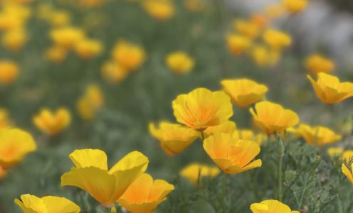 Plantes médicinales : approche pratique et sensible