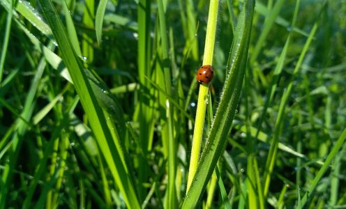 De bio, nous passons à Bio Bourgeon !