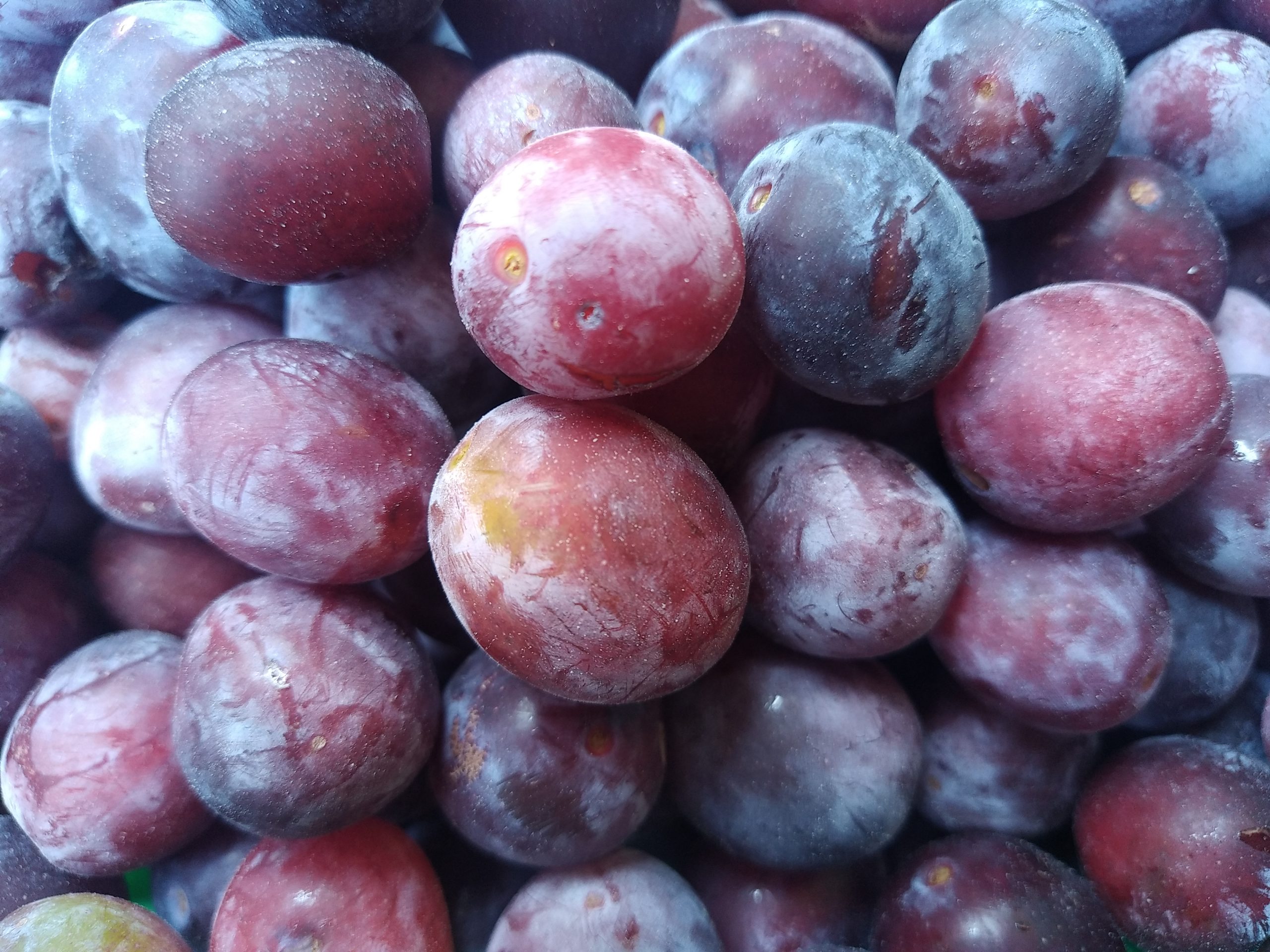 Bonbons de fruit damasson et agastache