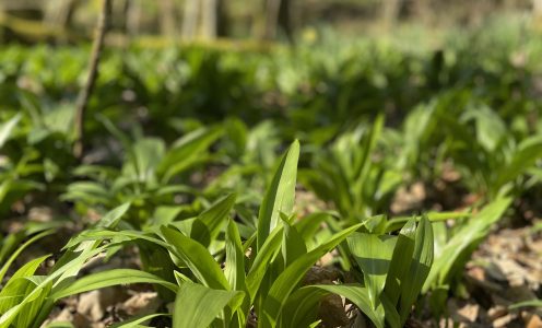 Avec nous à la récolte d&rsquo;ail des ours